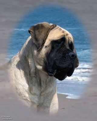 English Mastiff ( Champion Show dog)