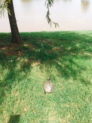 A turtle I rescued from being ran over and released it here