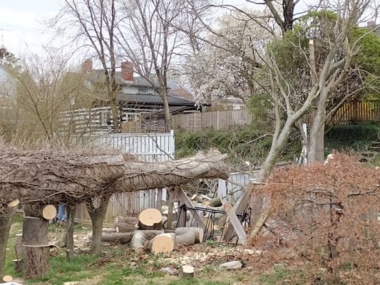 Storm damaged tree