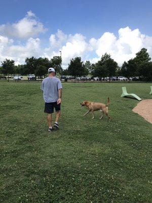 Buster at the dog park