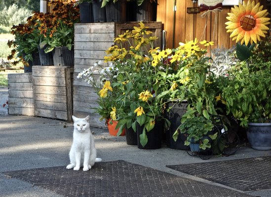 Pochuck Farms "POSING-CAT" (International Star).   At home, before his next "gig" with  an International food chain, Jaguar or Mercedes.