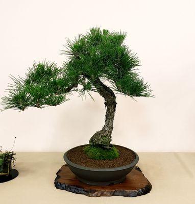 Sei Boku Bonsai Kai