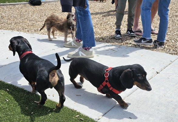 Bruno meets another similar Dachshund.