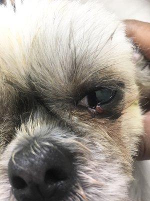 Venichella Williams cut my baby's lower eyelid grooming her face. She's refusing to refund my money & reimbursement for surgery needed.