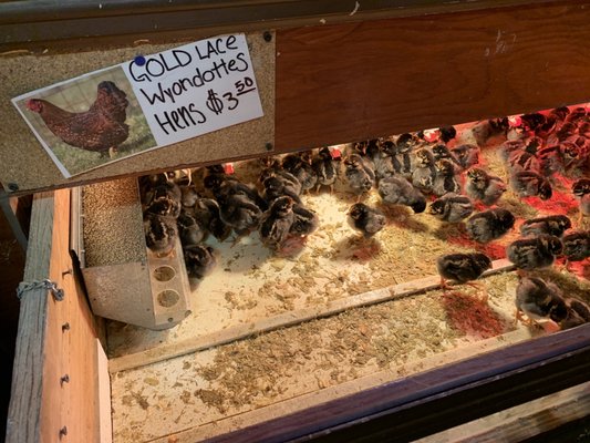 The color of the chicks of this breed is very similar to that of Ameraucana.