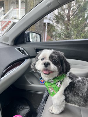 Kobe looking handsome and happy after leaving his groomer