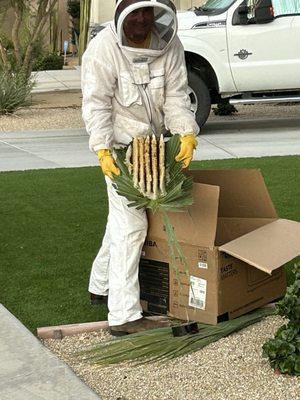 After the 6,000 bees were safely removed from the hive before transferring it.