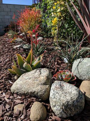 Drought tolerant landscape. Great for water conservation!