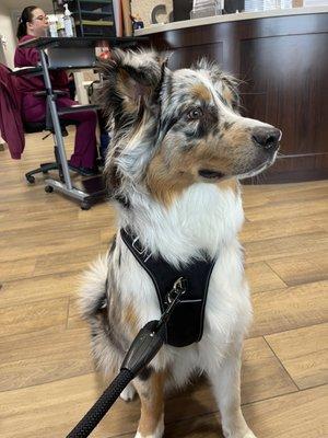 Moo Shu patiently waiting to see his doctor