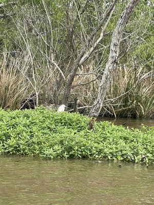 Egret