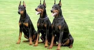 Arizona Guard Dog Security Services