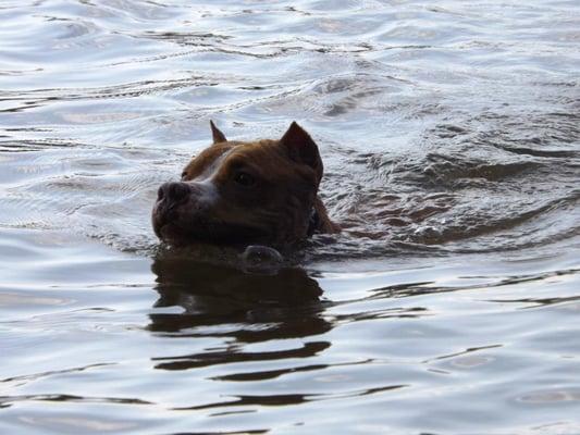 Envie is a professional swimmer. Contact us to help you teach your pup to swim with confidence.