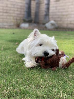 Cute lazy dog