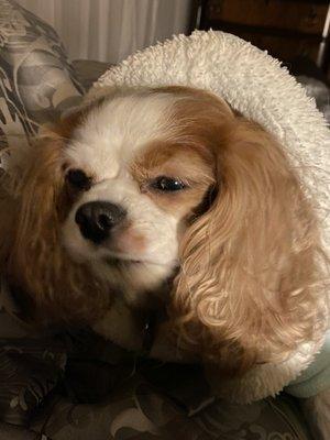 Lady enjoying the afternoon after her bath at Three Dog Bakery off of 159th street.