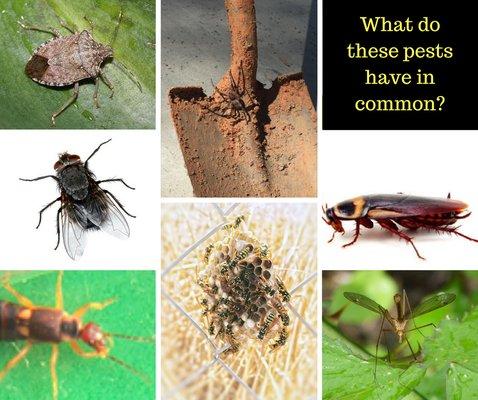 Common Pests