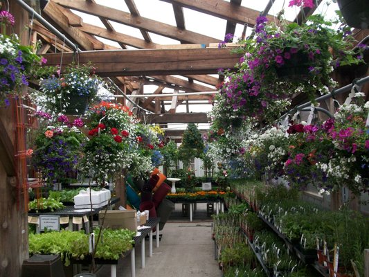 Greenhouse in the spring