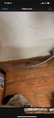 BLACK MOLD ALL UNDER THE SINKS!