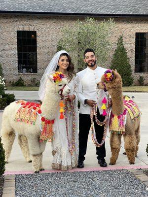 Wedding Alpacas