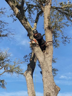 Tree Love