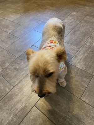 Alexia just home from our groomer Kristen. Always has a new bandana when I pick her up.