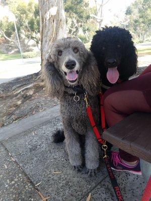 Grace and Kloe loves walking to the beach