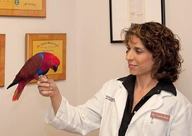 Bird Vet in New York * Best Parrot Veterinarian In New york