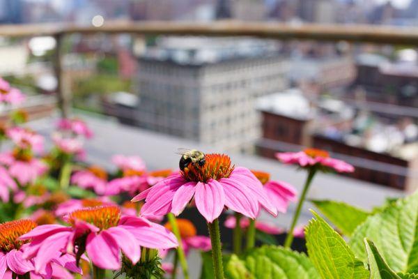 Gotham Greene Gardens