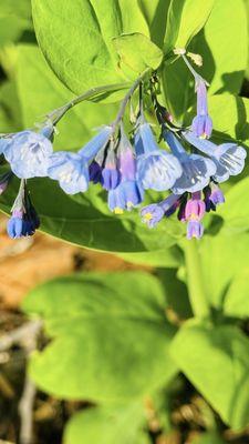 Bluebells