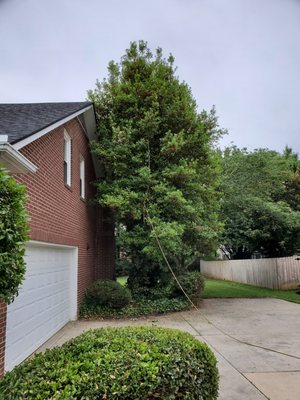 Before tree removal of a Holly tree near the home.