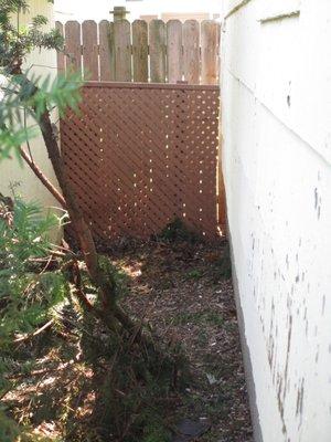 Butchered my pine trees that were thick and beautiful and acted as a privacy screen.  I had already trimmed them. Jakob cut off 75% of them!