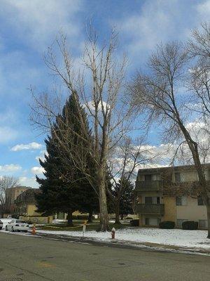 Large  rather dead Cottonwood  removal.  My soon to be girlfriend was living on the second floor of this apartment building.  Love my job!