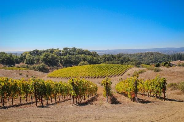 Calluna Vineyards