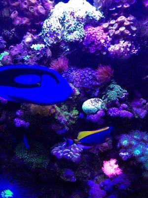 Outstanding Hippo Tang purchased @ Tri-State Aquariums!