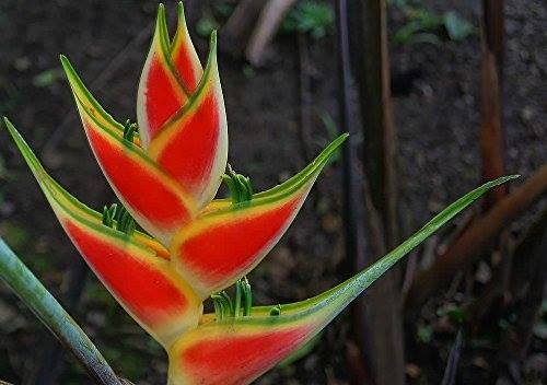 Wholesale Heliconia Upright 1-866-982-8322 Hawaii