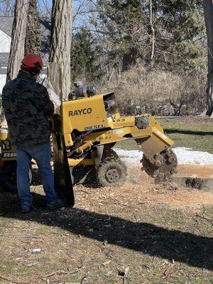 Stump grinding, we grind large or small stumps.