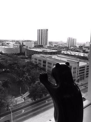 Bear sculpture looking out window.