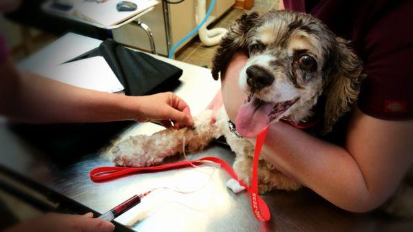 Mickey receiving ozone therapy - he's been responding remarkable with this treatment for his oral masses!