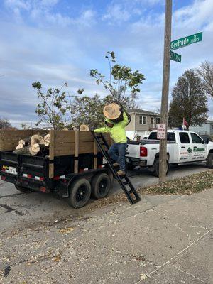 Tree removal