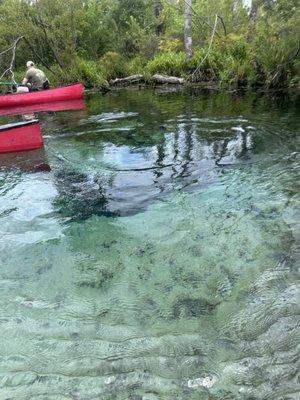 Econfina Creek Canoe Livery