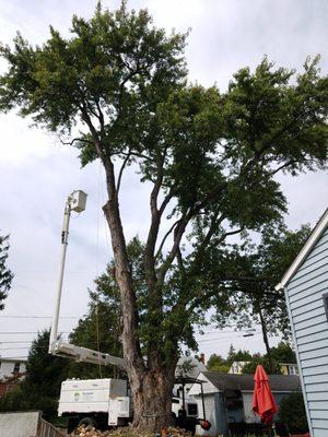 Removing a very large tree in Allentown PA