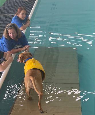 Julie coaxing Commodore down the ramp with a treat. Look at his life jacket!