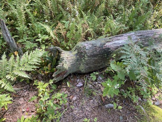 Evidence of beaver. Science Lake