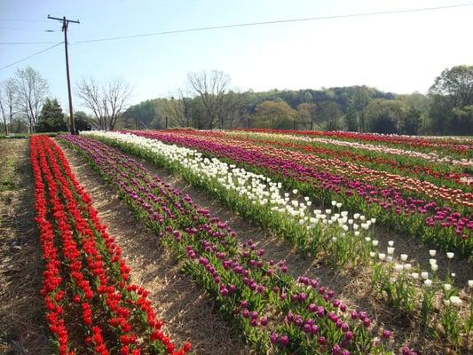 Pick field 2010