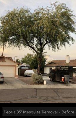 Peoria 35' Mesquite Removal - Before