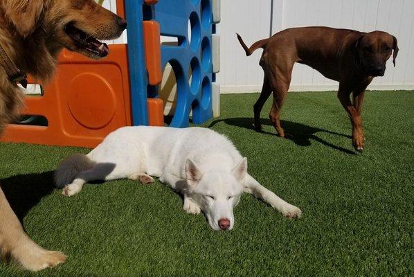 Napping in the sun