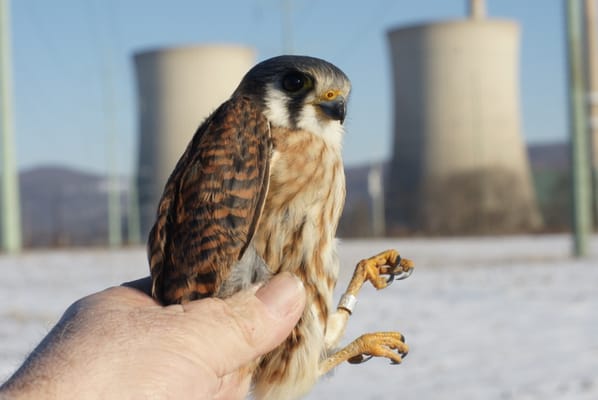 American kestrel with the PPL Martins Creek power plant in background