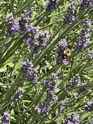 A bee on the lavender