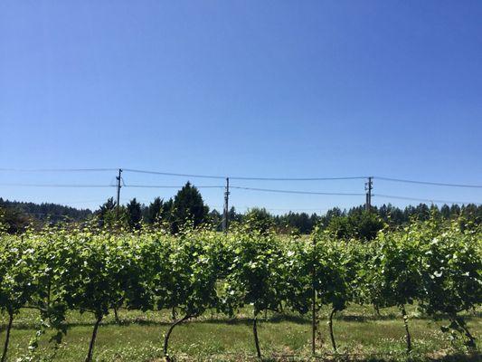 Vineyards at Heisen House Vineyards