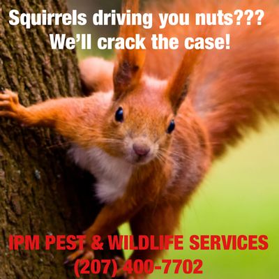 IPM Pest & Wildlife Services