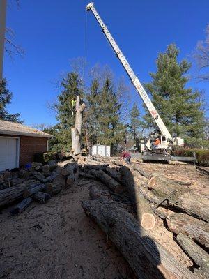 Crane used for tree removal